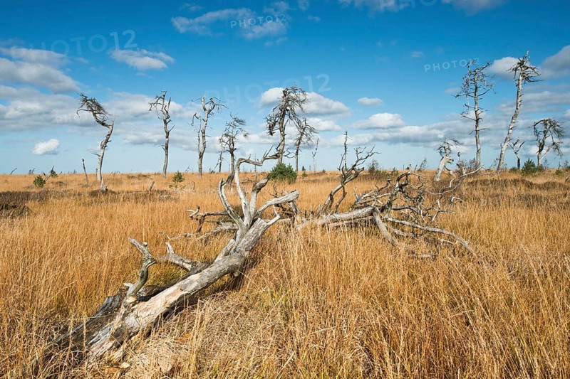 Dead scots pine