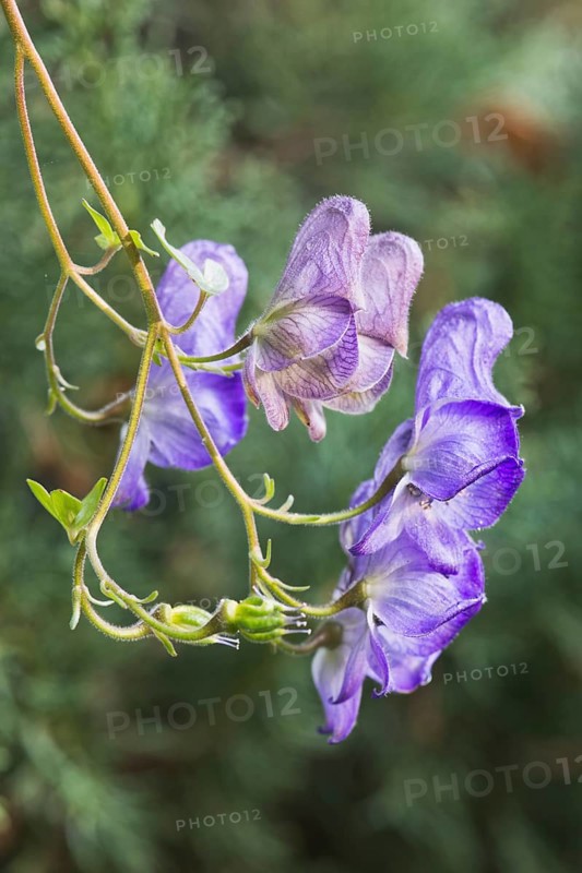 Winding aconite