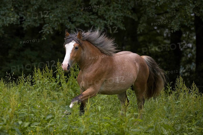 Young cold-blooded mix gelding galloping in the meadow