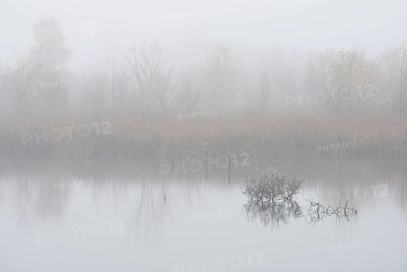 Fog in the Moor