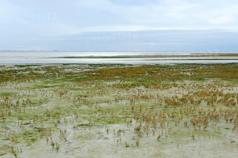 Salt marshes with glasswort