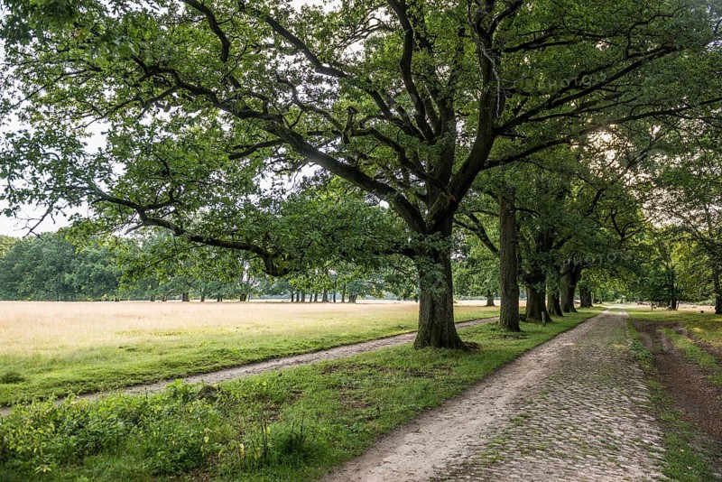 Avenue of trees with oaks and cobblestone road