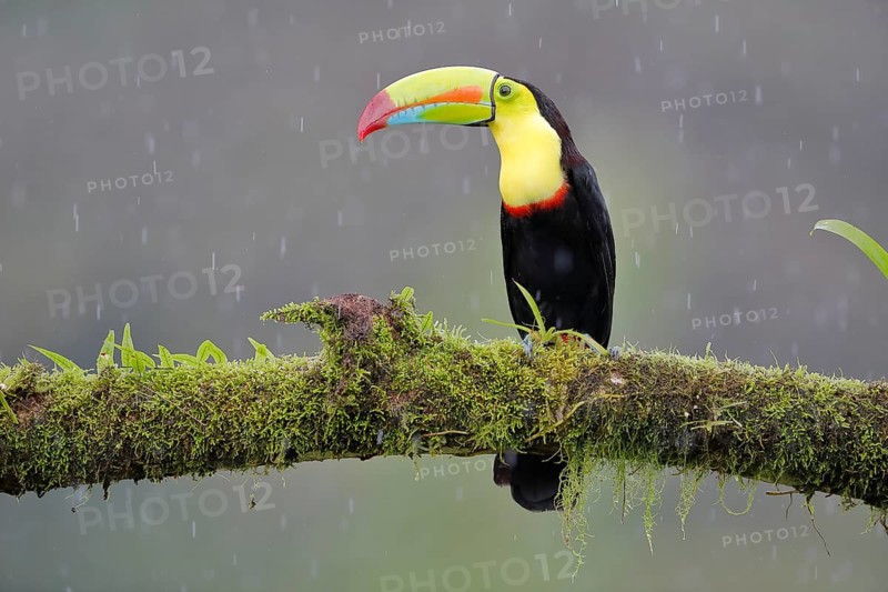 Fishing toucan also called Keel billed Toucan