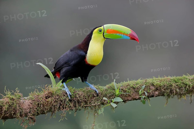 Fishing toucan also called Keel billed Toucan