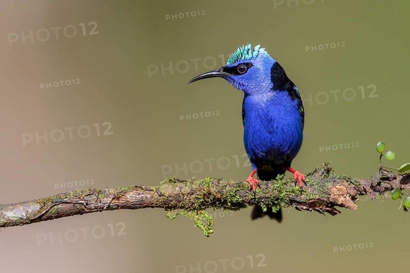Turquoise Honeycreeper or Red-footed Honeycreeper