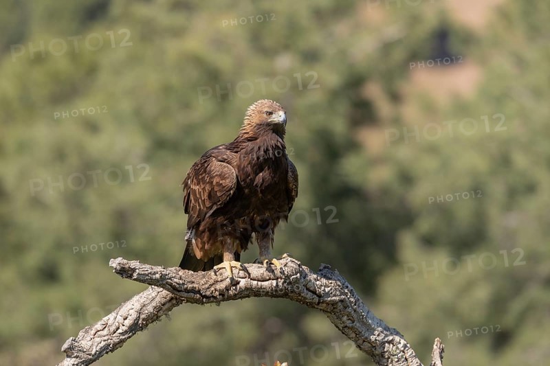 Golden eagle