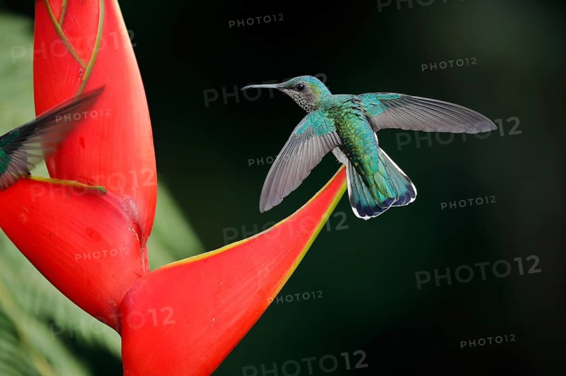 White necked jacobin