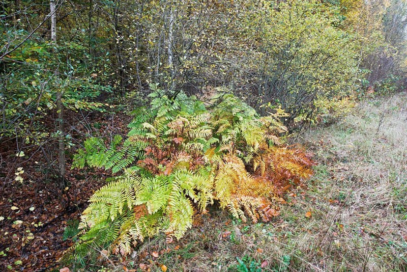 Royal fern