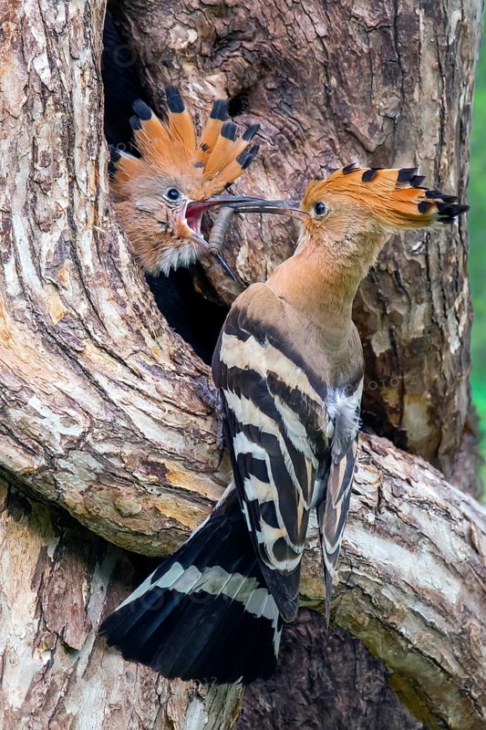Hoopoe