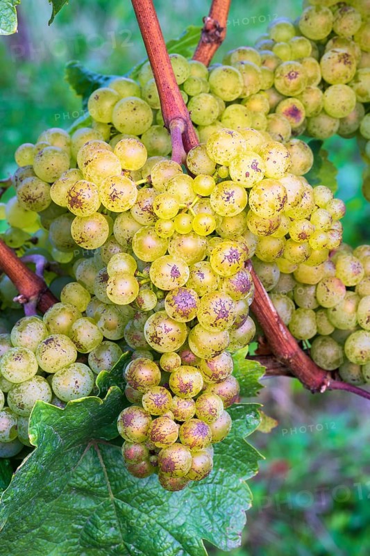 Grapes