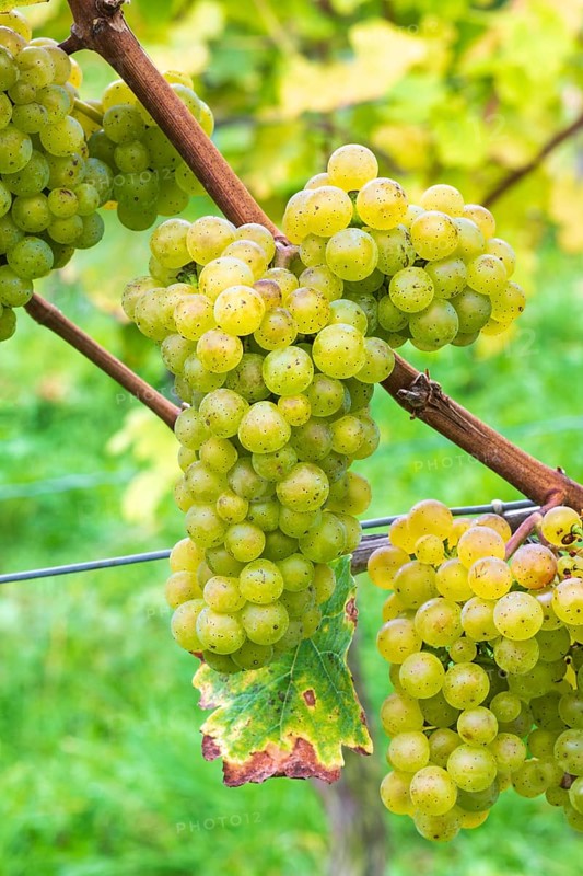 Grapes