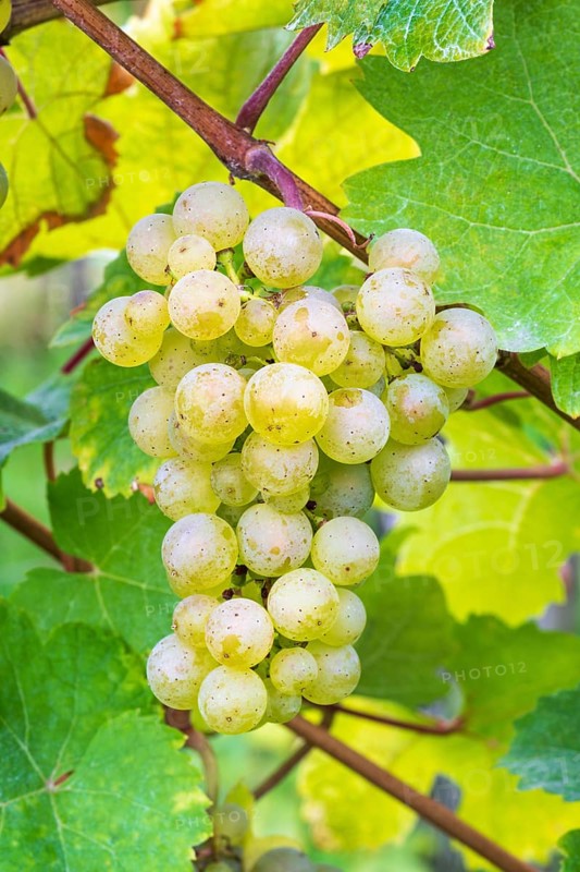 Grapes