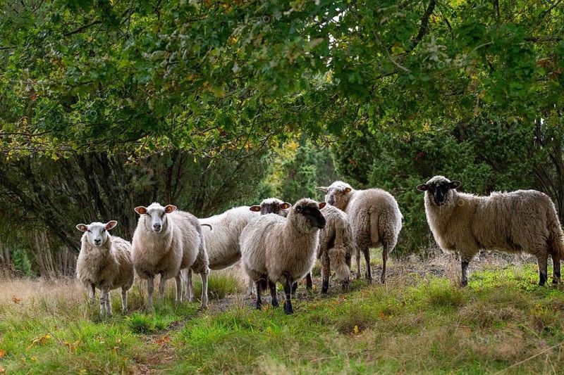 Domestic sheep