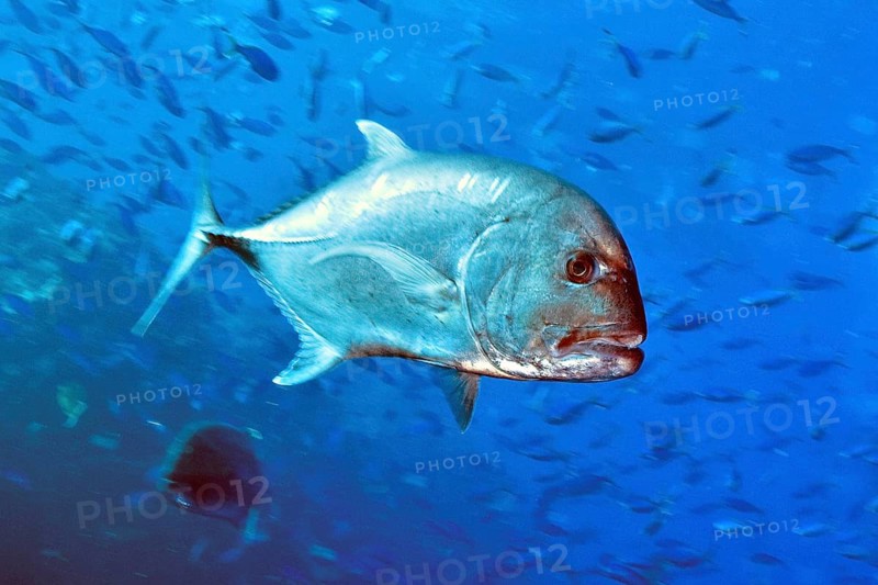 Giant trevally