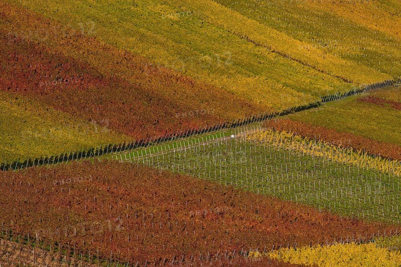 Autumn-coloured vineyards