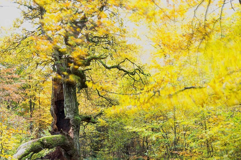 Chimney oak