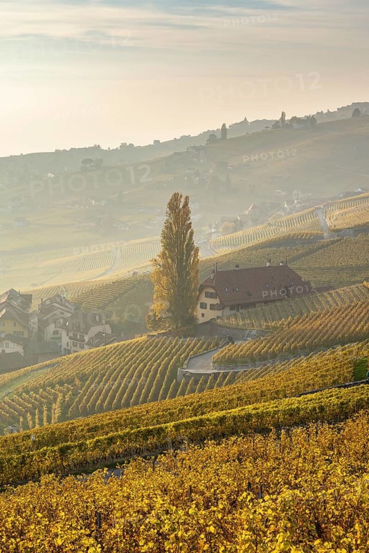 Vineyards in autumn near Epesses