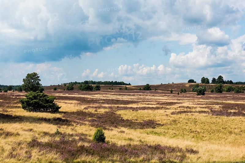 Flowering heath