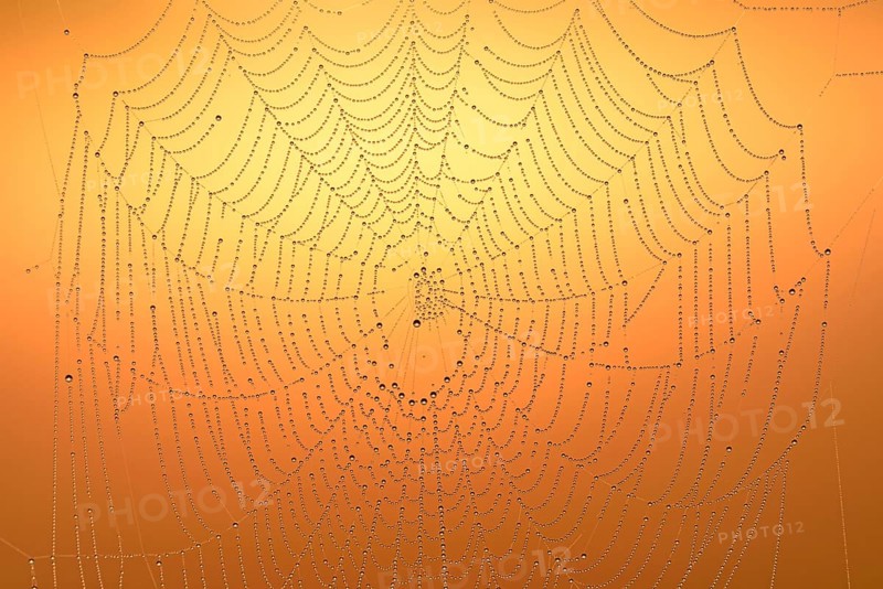 Spider's web with morning dew
