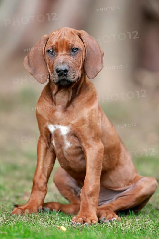 Rhodesian ridgeback domestic dog