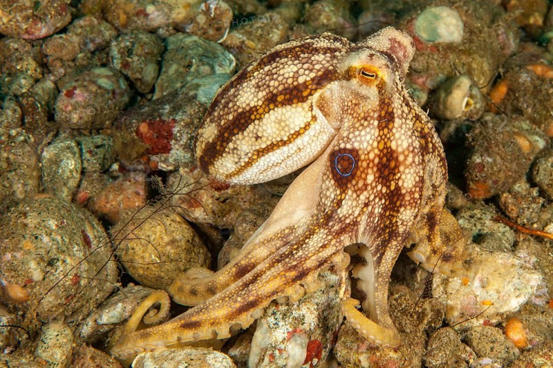 Highly venomous ocellatus octopus