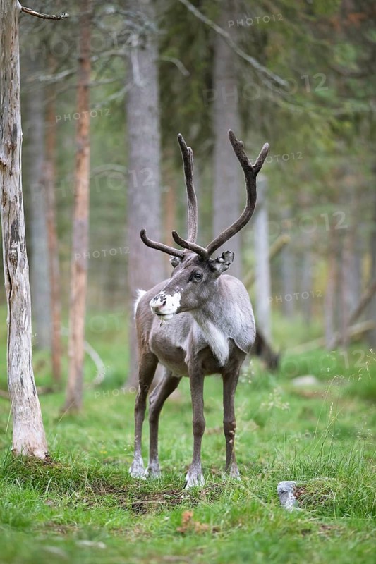 Reindeer