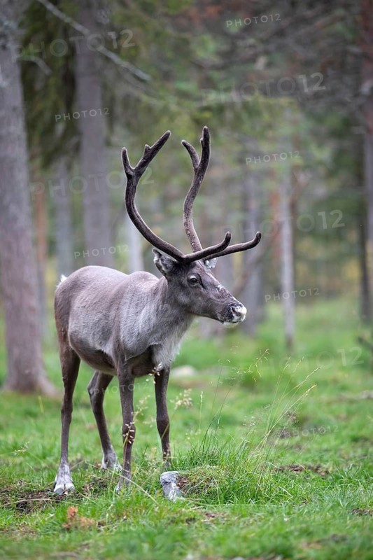 Reindeer