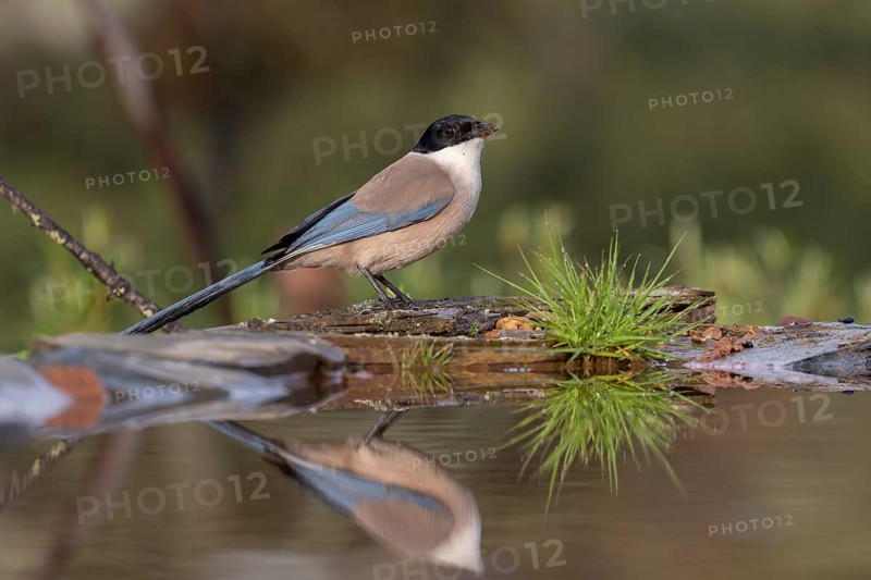 Azure-winged magpie