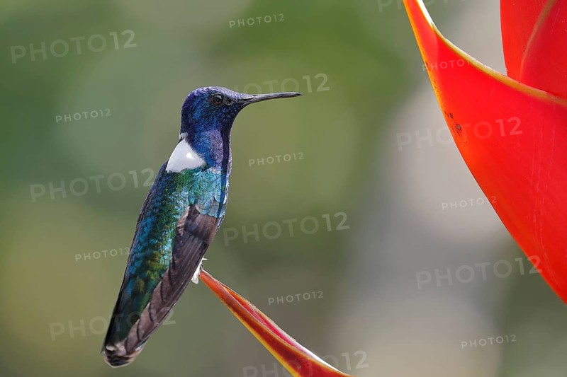 White necked jacobin