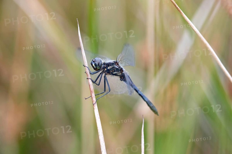 Black Darter