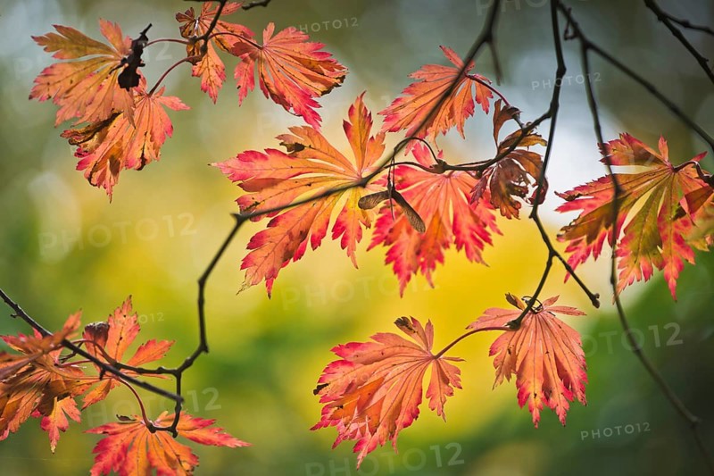 Fullmoon maple