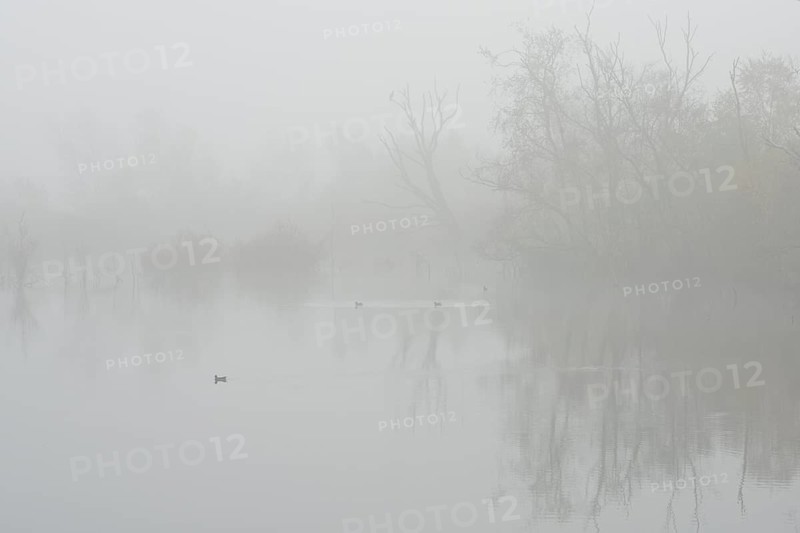 Fog in the Moor