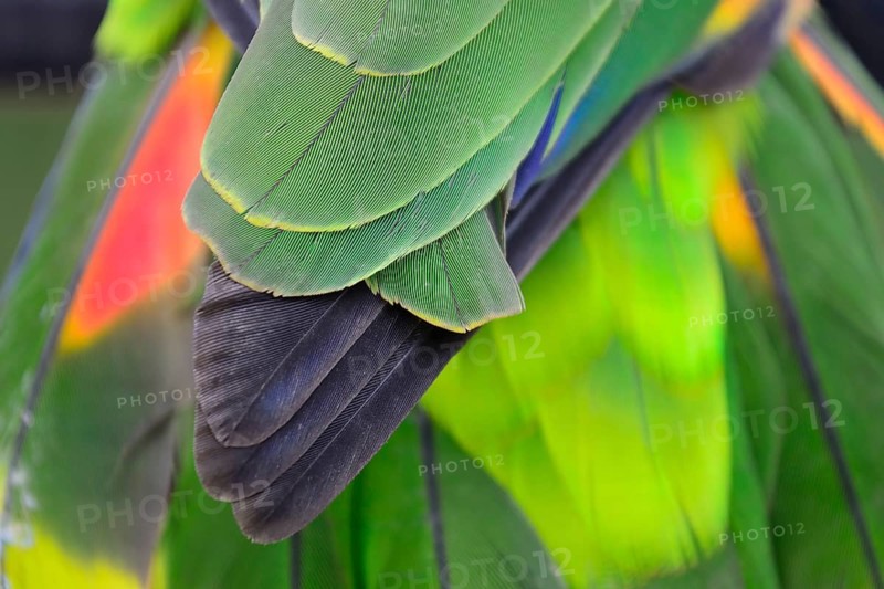 Blue-fronted amazon