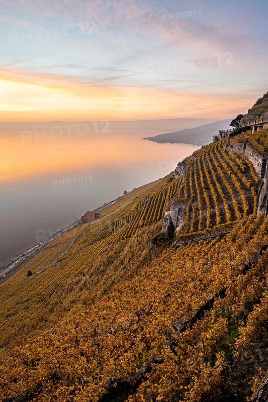 Vineyards in autumn near Chexbres