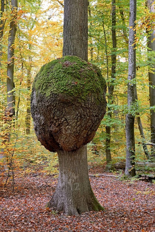 Oak