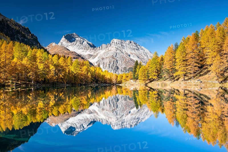 Autumn larch forest at Lake Palpuogna in front of a mountain panorama