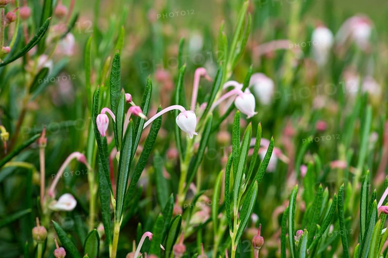 Bog rosemary