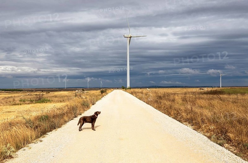 Dog in front of wind turbines on the Paramo de Masa plateau