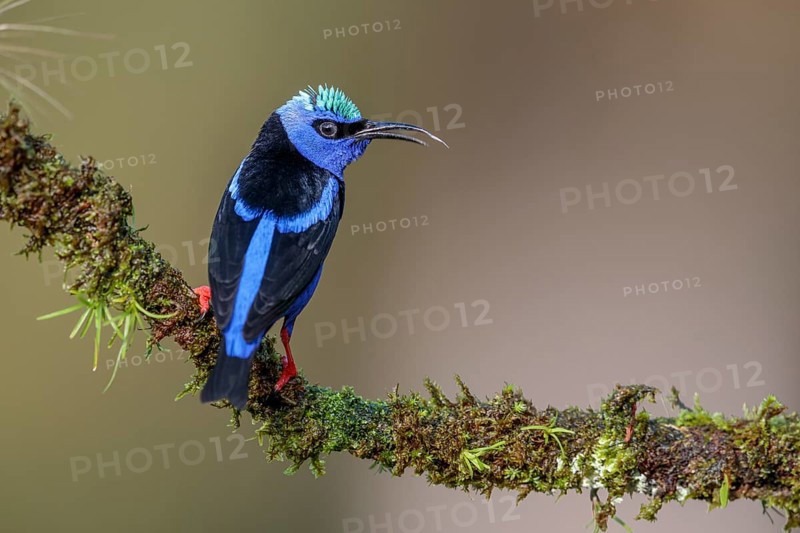 Turquoise Honeycreeper or Red-footed Honeycreeper