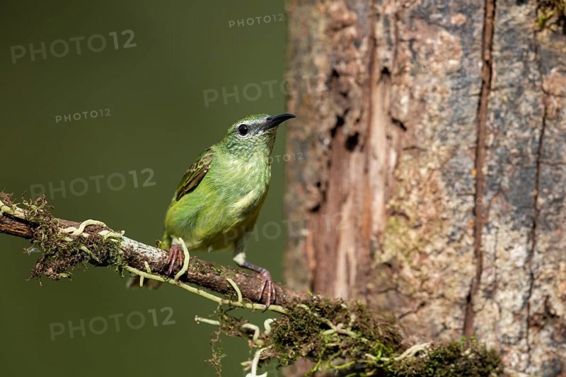 Shining honeycreeper