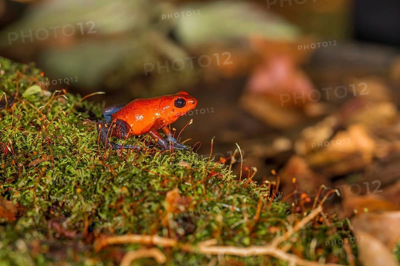 The strawberry poison-dart frog