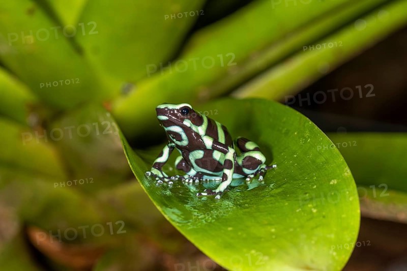 Green and black poison dart frog