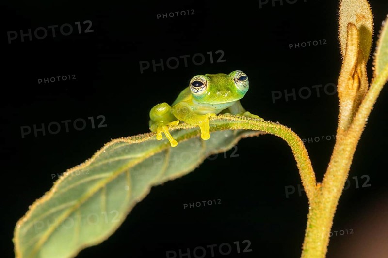 Emerald glass frog