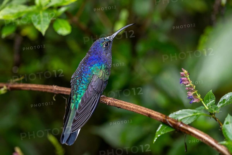 Violet Sabrewing