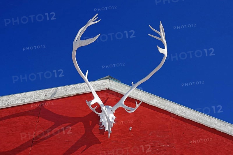 Antlers of a reindeer on a red house
