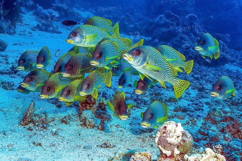 Shoal of blackspotted rubberlip