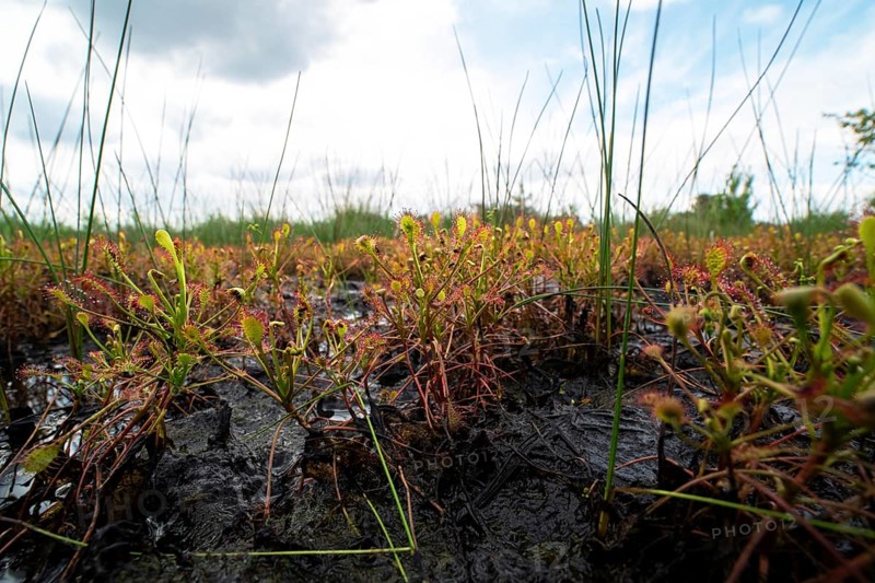 Oblong leaved sundew
