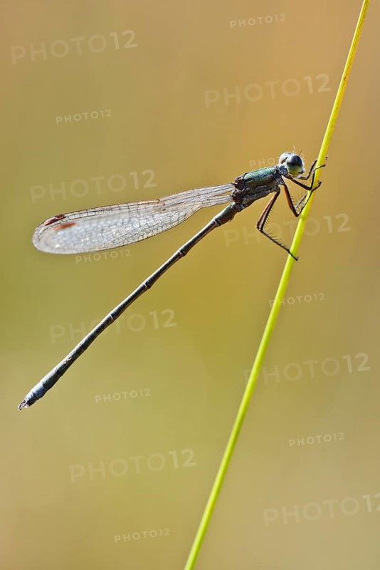 Willow Emerald Damselfly
