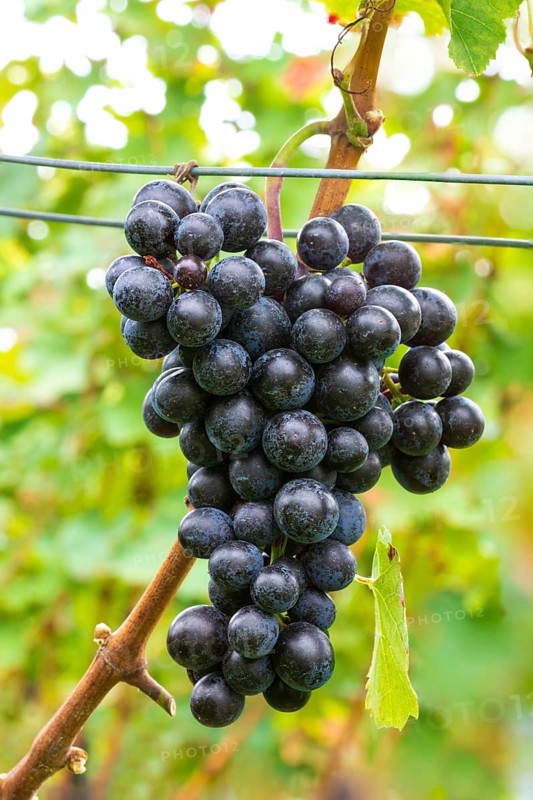 Blue grapes