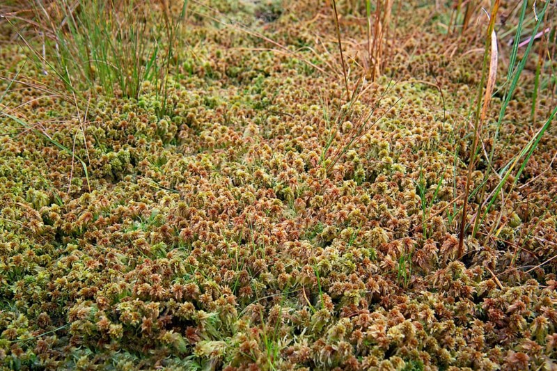 Peat moss